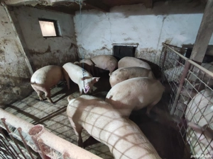 Porci de vanzare - imagine 4