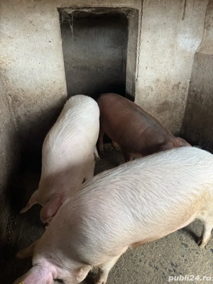 Vând porci crescuți natural!  - imagine 2