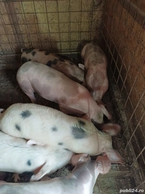 Vand purcei 45-50kg si porci de taiat 150-200kg - imagine 2