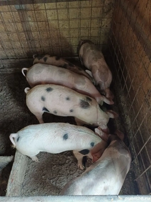 Vand purcei 45-50kg si porci de taiat 150-200kg - imagine 4