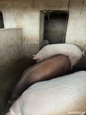 Vând porci crescuți natural!  - imagine 5
