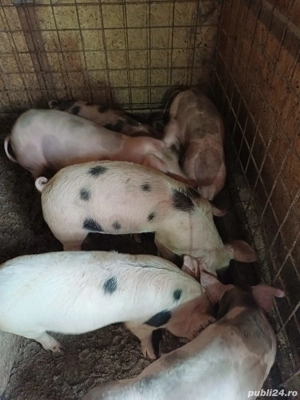 Vand purcei 45-50kg si porci de taiat 150-200kg - imagine 3