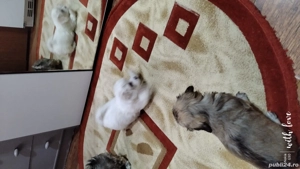 Bichoni havanezi  - imagine 2