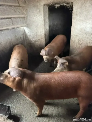 Vând porci crescuți natural!  - imagine 3