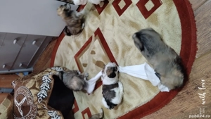 Bichoni havanezi  - imagine 4