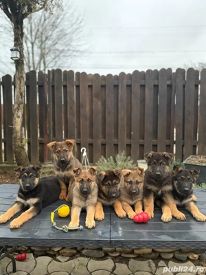 vand pui ciobanesc german linie de lucru - imagine 3