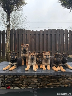 vand pui ciobanesc german linie de lucru - imagine 2