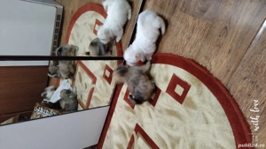 Bichoni havanezi  - imagine 3