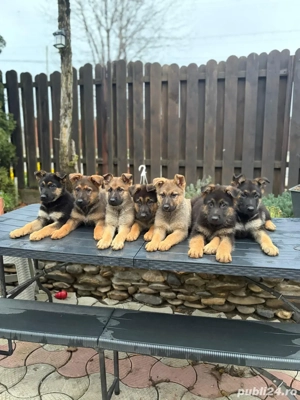 vand pui ciobanesc german linie de lucru - imagine 5