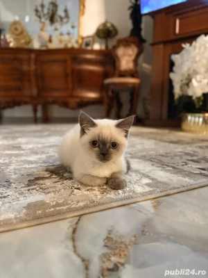 Pui British Shorthair - imagine 4