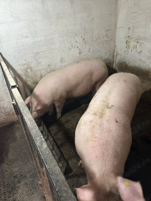 Porci de carne de vânzare  - imagine 2