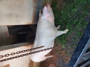 Porci de carne de vânzare  - imagine 5