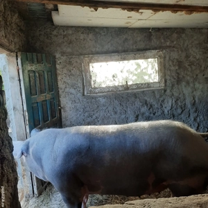 Scroafa de vanzare  - imagine 2