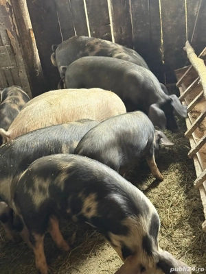 Porci de vanzare - imagine 2