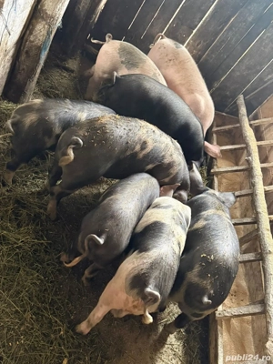 Porci de vanzare - imagine 3