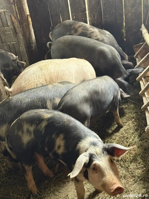 Porci de vanzare - imagine 4