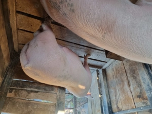 Vand porci de rasa crescuti in gospodaria proprie bio - imagine 5