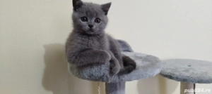 British Shorthair Blue  - imagine 4