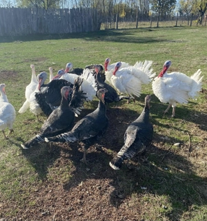 Vând curci și curcani  - imagine 2