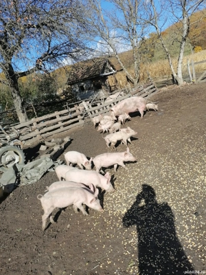 Purcei de vanzare - imagine 2