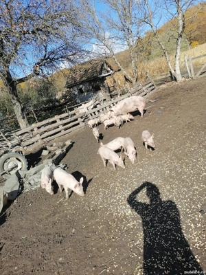 Purcei de vanzare - imagine 5