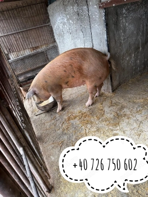 Vand porci de carne - imagine 3