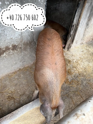 Vand porci de carne - imagine 2