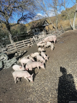 Purcei de vanzare - imagine 3