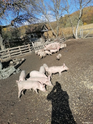 Purcei de vanzare - imagine 4