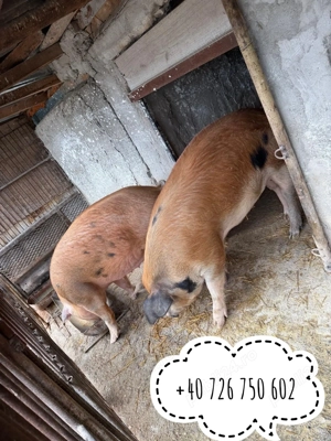 Vand porci de carne - imagine 4