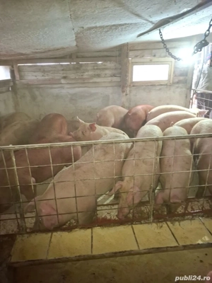 vând porci  - imagine 5