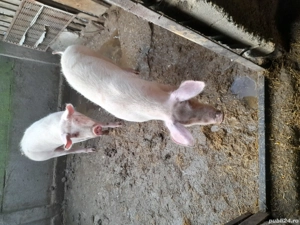 Vand porci 90-100 kg - imagine 3