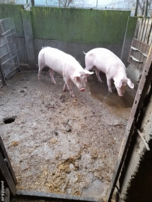 Vand porci 90-100 kg