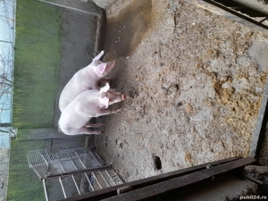 Vand porci 90-100 kg - imagine 4