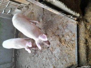 Vand porci 90-100 kg - imagine 2