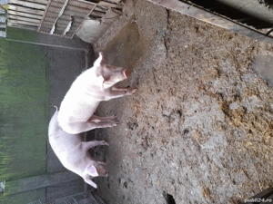 Vand porci 90-100 kg - imagine 5
