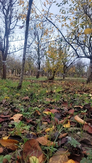 Vand casa în Ghiroda - imagine 4