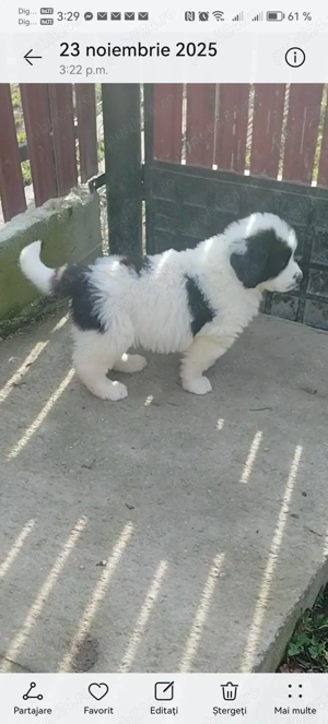 ciobanesc de bucovina