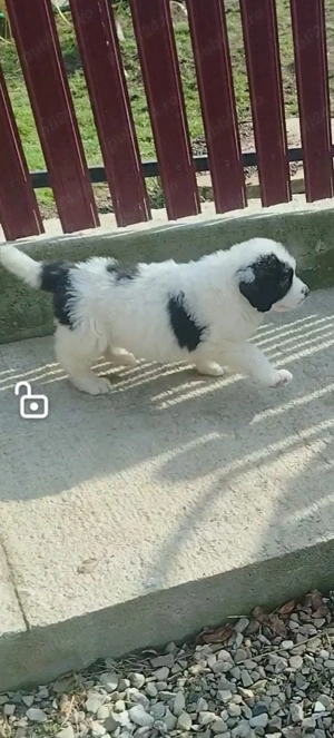 ciobanesc de bucovina - imagine 3