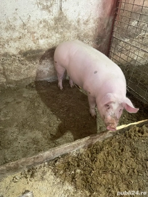 vand porci de tara  - imagine 3