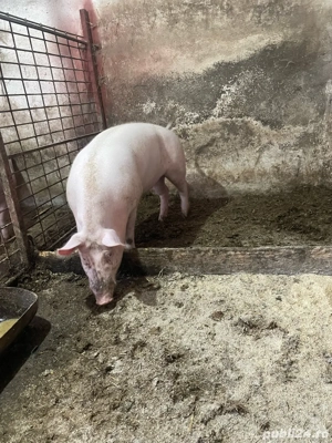 vand porci de tara  - imagine 2