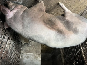 Vând porc crescut în propria gospodărie - imagine 2