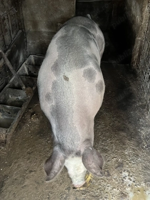 Vând porc crescut în propria gospodărie - imagine 4