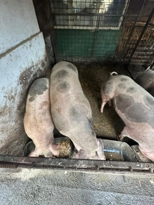 Vănd porci cu greutate între 120-190 de kg - imagine 4