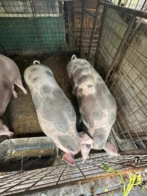 Vănd porci cu greutate între 120-190 de kg - imagine 2