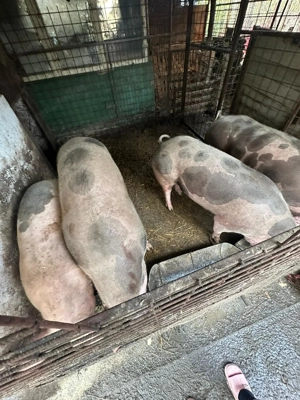 Vănd porci cu greutate între 120-190 de kg - imagine 3