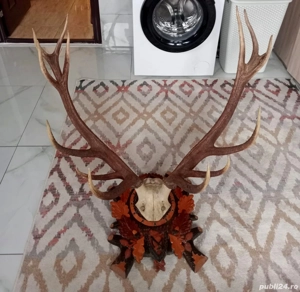 Trofeu colectie coarne de cerb