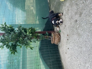 Vând mascul american bully  - imagine 3