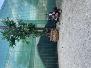 Vând mascul american bully  - imagine 2