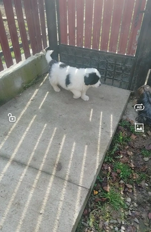 ciobanesc de bucovina - imagine 2